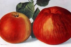 19th August 2023. Bunyard Fruit Prints