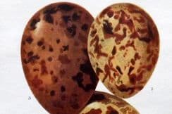 19th December 2022. Atkinson Bird Egg Prints