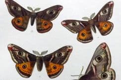 19th December 2022. Barrett Moth Prints