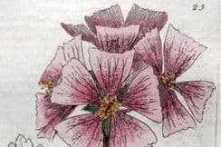 19th December 2022. Baxter Botanical Prints