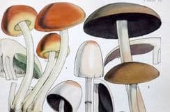 19th December 2022. Berkeley Mushroom Prints