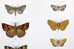 19th December 2022. Leech Moth Prints