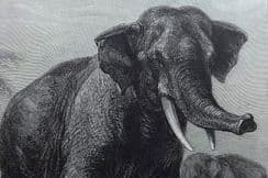 19th May 2022. Lydekker Birds & Mammals