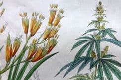 19th November 2022. Rhind Botanical Prints