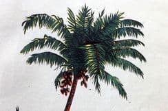 19th November 2024. Artemas Ward Botanical & Food Prints