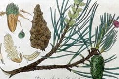 19th October 2024. Baxter Botanical Prints