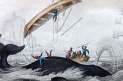 19th October 2024. Jardine Whale Prints