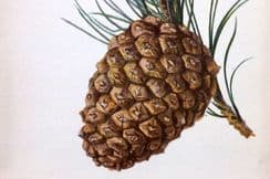 1st August 2023. Boulger Tree Prints