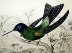 1st July 2022. Jardine Hummingbird Prints