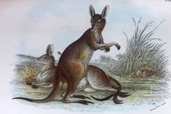 1st July 2022. Lydekker/Lloyds Australian Mammals