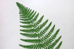1st March 2022. Anne Pratt Fern Prints