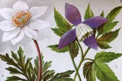 1st March 2022. Hoffmann Botanical Prints