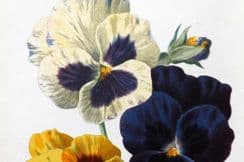 1st March 2022. Hulme Botanical Prints (Garden)