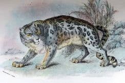 1st March 2022. Lloyds Big Cats