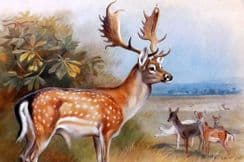 1st March 2022. Thorburn Mammal Prints