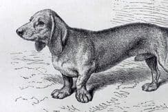 1st March 2026. Dalziel Dogs