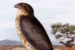 1st October 2022. Swaysland & Thorburn Bird Prints