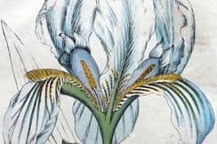 1st October 2025. George Spratt Flora Medica