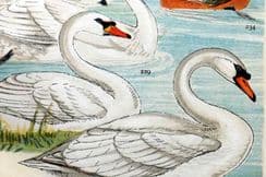 1st October 2025. Gordon Bird Prints