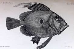 1st September 2022. Francis Day Fish Prints