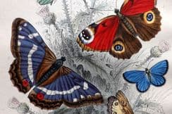 1st September 2025. Goldsmith Birds & Natural History