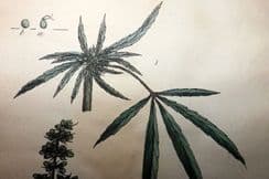 20th December 2022. Nodder & Martyn Botanical Prints