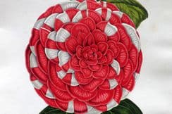 20th January 2024. Hibberd Botanical Prints