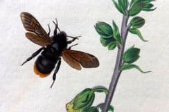 20th July 2024. CURTIS BRITISH ENTOMOLOGY