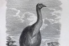 20th June 2023. Pouchet Views, Birds, Natural History