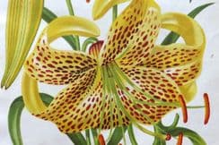 20th May 2023. Thompson Botanical & Garden Prints