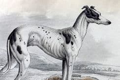 20th May 2024. Jardine Dog Prints