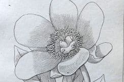 20th November 2023. Duppa Botanical Prints