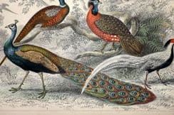 20th November 2024. Goldsmith Birds & Natural History