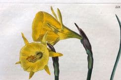 20th September 2025. Botanicals by Curtis, Sweet, Edwards et al.