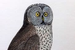 21st August 2024. Bree Birds of Europe