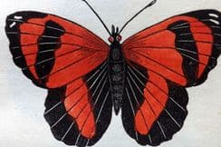 21st August 2024. Captain Brown Butterflies & Moths