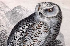 21st August 2024. Jardine Bird Prints