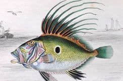 21st August 2024. Jardine Fish Prints