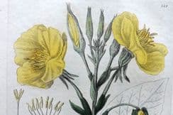 21st December 2022. Baxter Botanical Prints