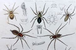 21st December 2022. Blackwall Folio Spider Prints