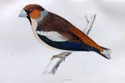 21st December 2022. Morris Bird Prints