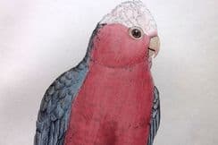 21st February 2023. Greene Bird Prints