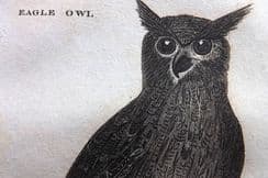 21st February 2023. Pennant Birds & Natural History