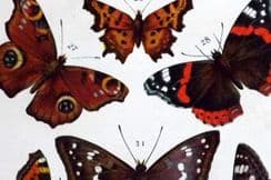 21st January 2023. Gordon Butterfly & Moth Prints