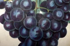 21st January 2023. McIntosh Botanical & Fruit Prints