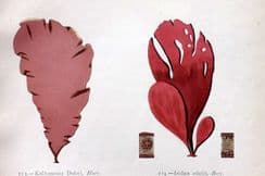 21st June 2025. Gatty Seaweed Prints