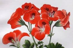 21st March 2022. Step Botanical Prints