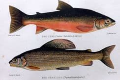 21st March 2026. Maxwell Fish Prints