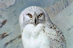 21st March 2026. Thorburn Owls