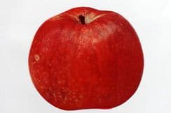 21st May 2022. Apples of New York